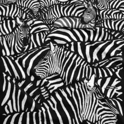 White Zebra Black T-Shirt -BOWIE Shop 31161f artwork 82155.1628106147